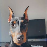 Mars Animal Depot Veterinary ico