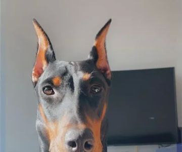 Mars Animal Depot Veterinary