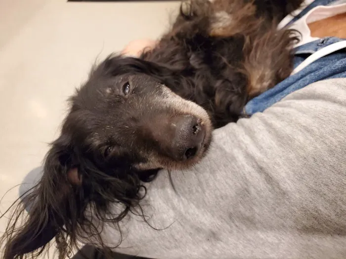 Mars Animal Depot Veterinary 8