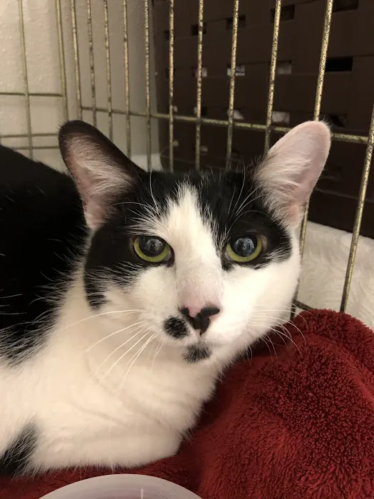 Middlesex Veterinary Hospital 10