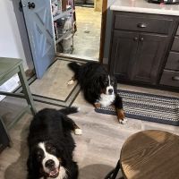 Conneaut Lake Veterinary Hospital ico