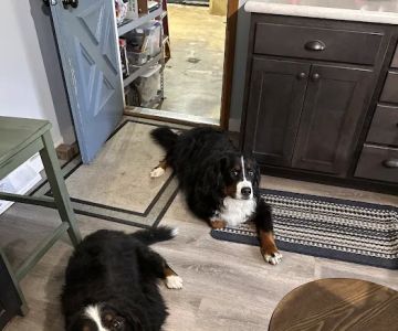 Conneaut Lake Veterinary Hospital