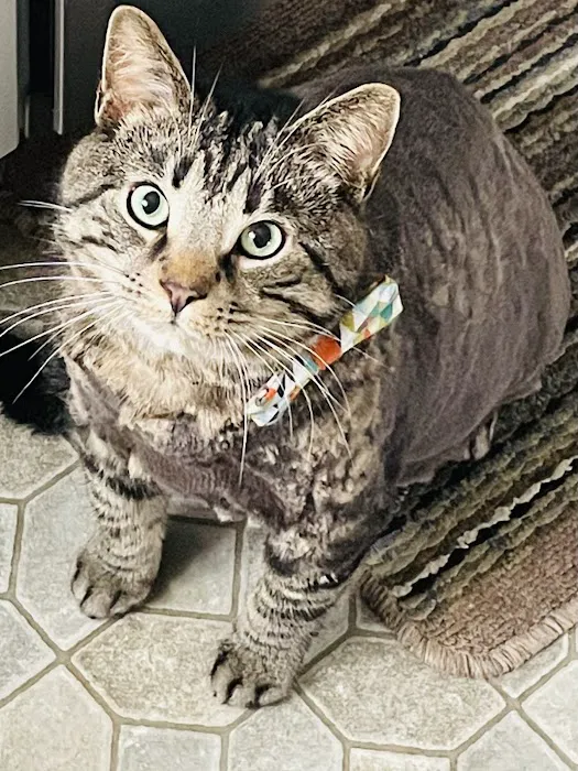 Albion Animal Center 10