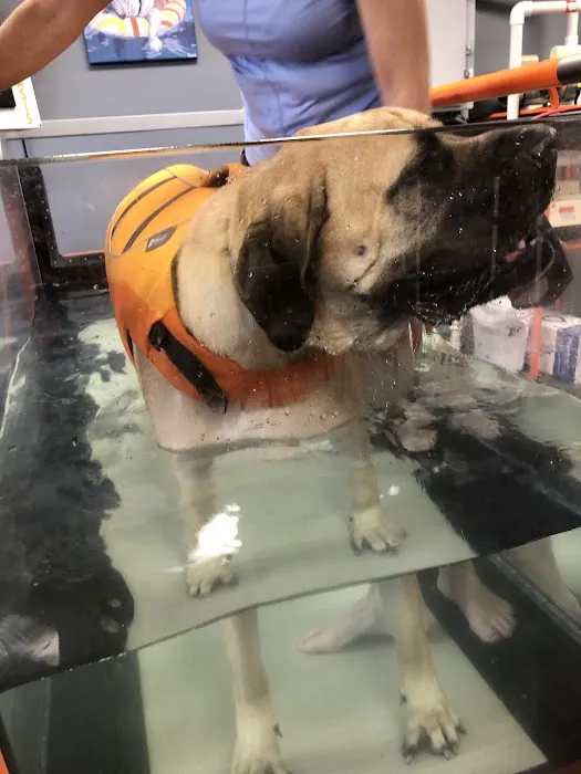 Balance Veterinary Rehabilitation Services 4