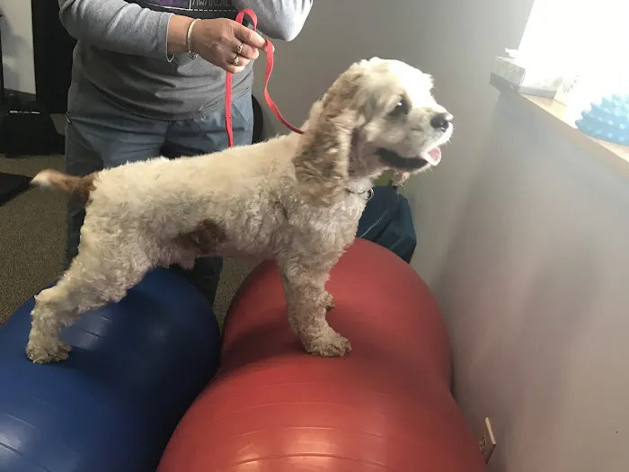 Balance Veterinary Rehabilitation Services 3