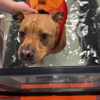Balance Veterinary Rehabilitation Services ico