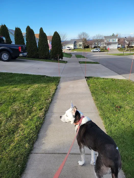 Balance Veterinary Rehabilitation Services 9