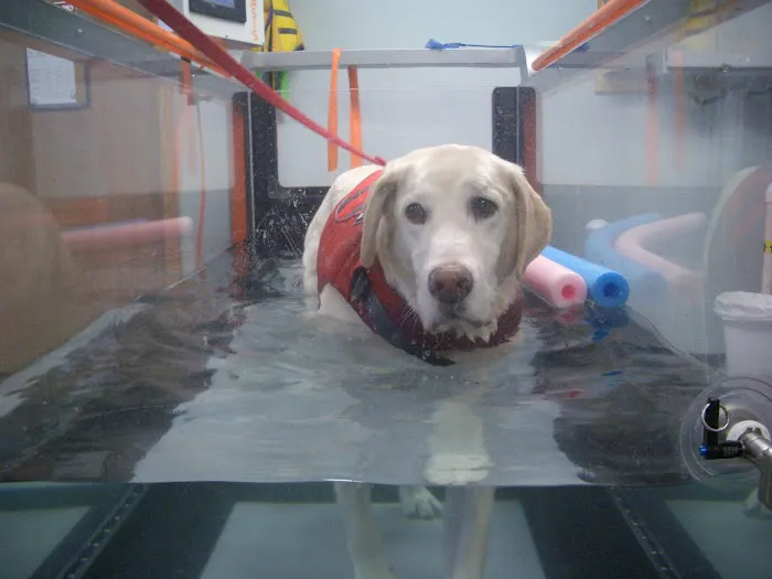 Balance Veterinary Rehabilitation Services 5