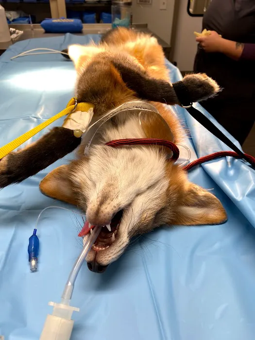 PetDentistry.com at Regional Veterinary Center | Fairview Campus 5