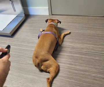 PetDentistry.com at Regional Veterinary Center | Fairview Campus