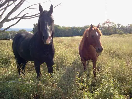 Greener Pastures Veterinary Service 2