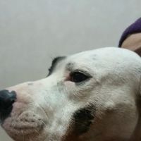 Greener Pastures Veterinary Service ico