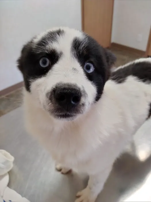 Woodcock Animal Clinic 7