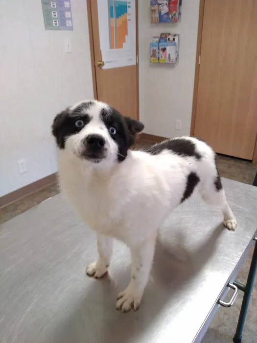 Woodcock Animal Clinic 9