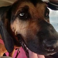 Pryor Veterinary Hospital ico