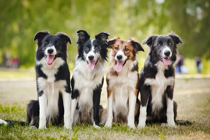 Pryor Veterinary Hospital 8
