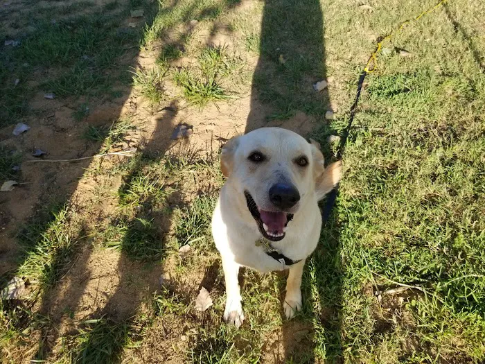 Shipman Animal Hospital 7
