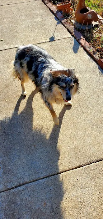 Blue Starr Animal Hospital 3