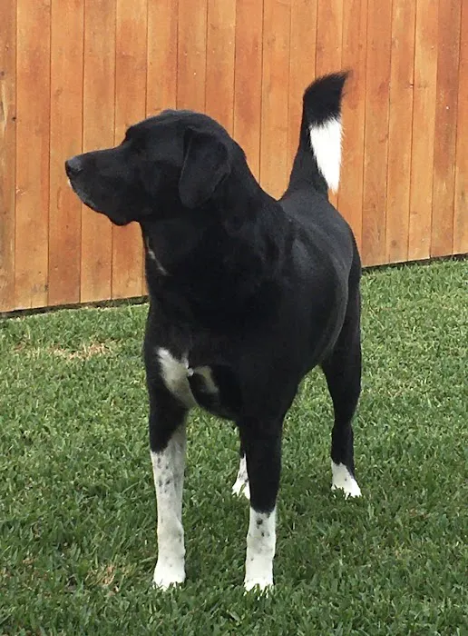 Blue Starr Animal Hospital 5