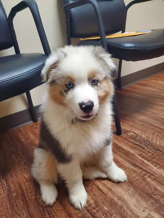 Blue Starr Animal Hospital 8