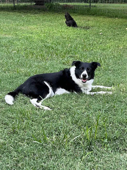 Blue Starr Animal Hospital 10