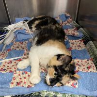 Oswego Veterinary Clinic ico
