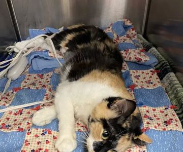 Oswego Veterinary Clinic