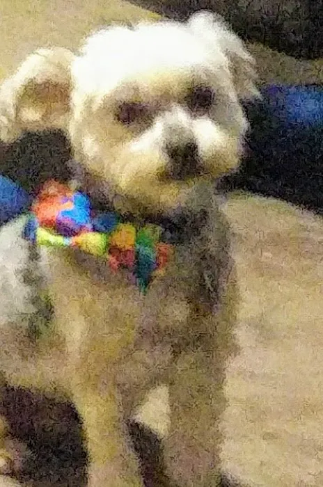 Regional Veterinary Services 5