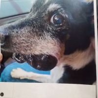 Regional Veterinary Services ico