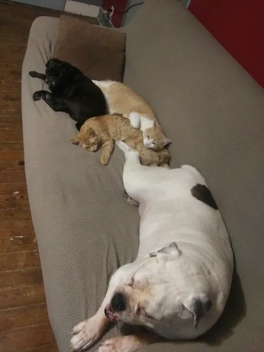 Broadway Animal Hospital 6
