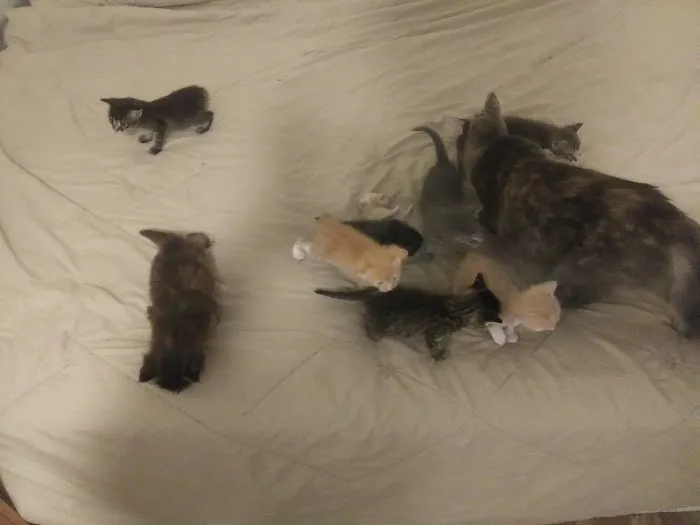 Broadway Animal Hospital 2