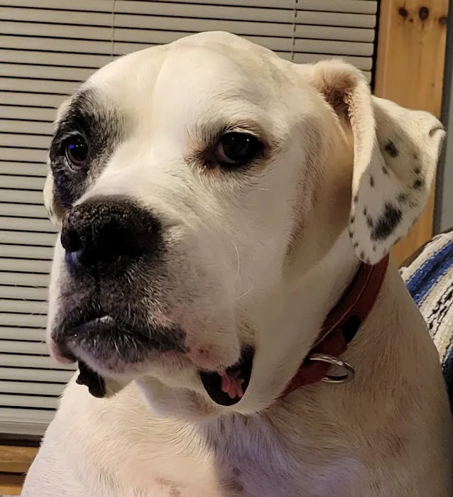 Pet Care & Surgery Center 5