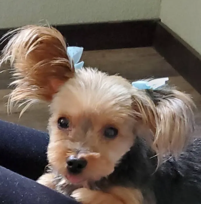 Pet Care & Surgery Center 6