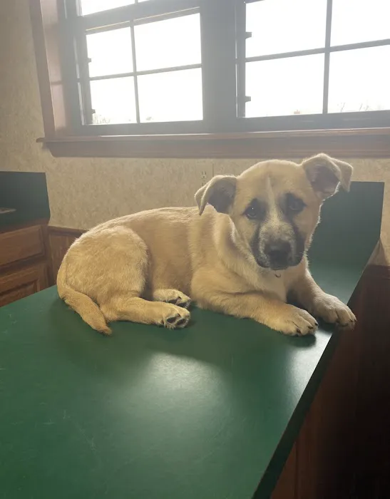 Hobbs Veterinary Clinic 4