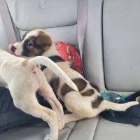 Lakeside Veterinary Services PLLC ico