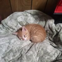 Premier Pet Clinic West ico