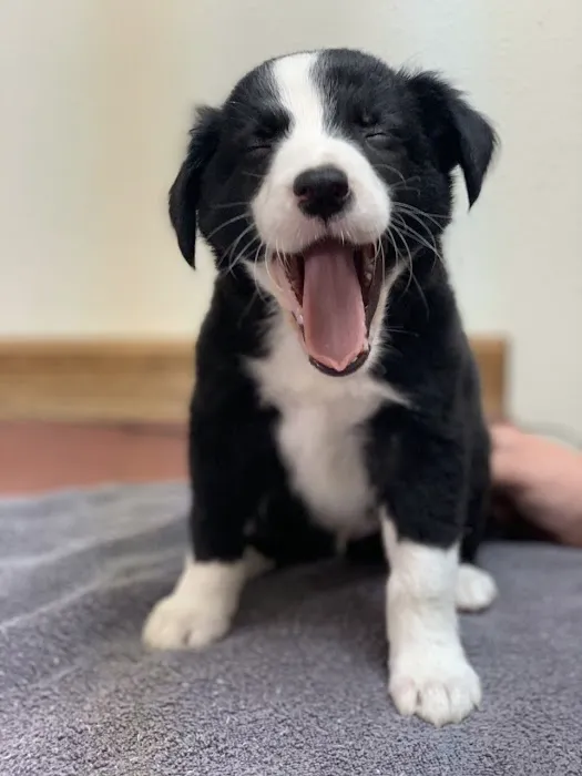 Northside Animal Clinic 9