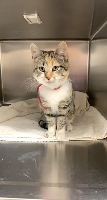 Northside Animal Clinic 4