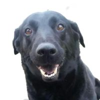Northside Animal Clinic ico