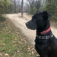 Patterson Animal Hospital ico