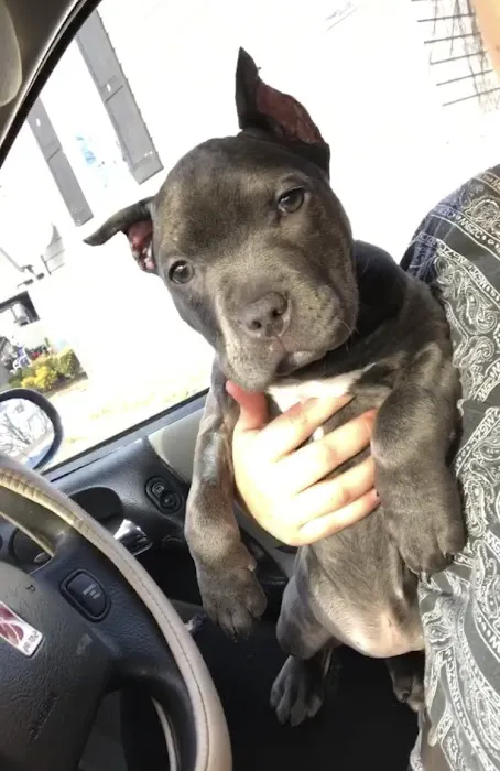 Patterson Animal Hospital 9