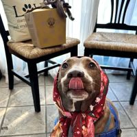 West Oaks Animal Hospital ico
