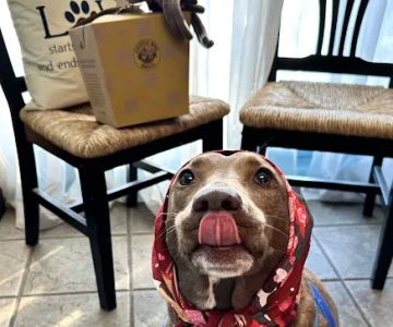 West Oaks Animal Hospital