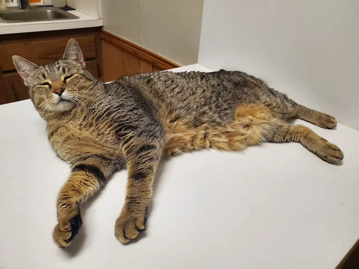 Stanton Animal Hospital 1