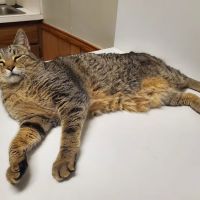 Stanton Animal Hospital ico