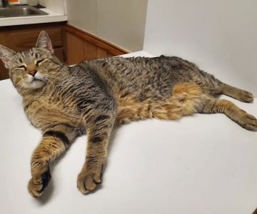Stanton Animal Hospital