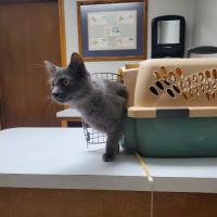Stanton Animal Hospital: Butler Metta DVM ico