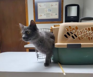 Stanton Animal Hospital: Butler Metta DVM