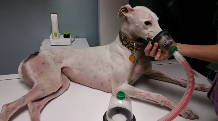 Family Pets Veterinary Care and Acupuncture 2