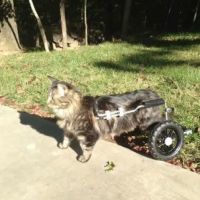Family Pets Veterinary Care and Acupuncture ico